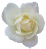 Flower Rose White Transparent Image